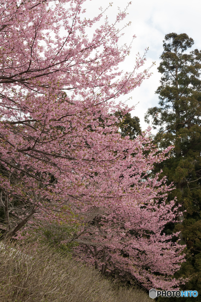 sakura