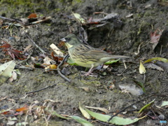 おやっ、鳥がいるぞ