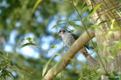 野鳥