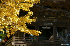 西蓮寺の銀杏