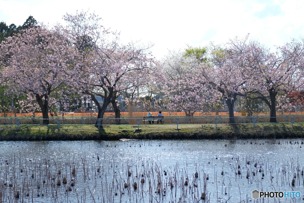 桜湖