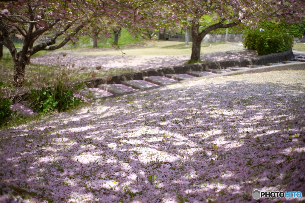 桜絨毯