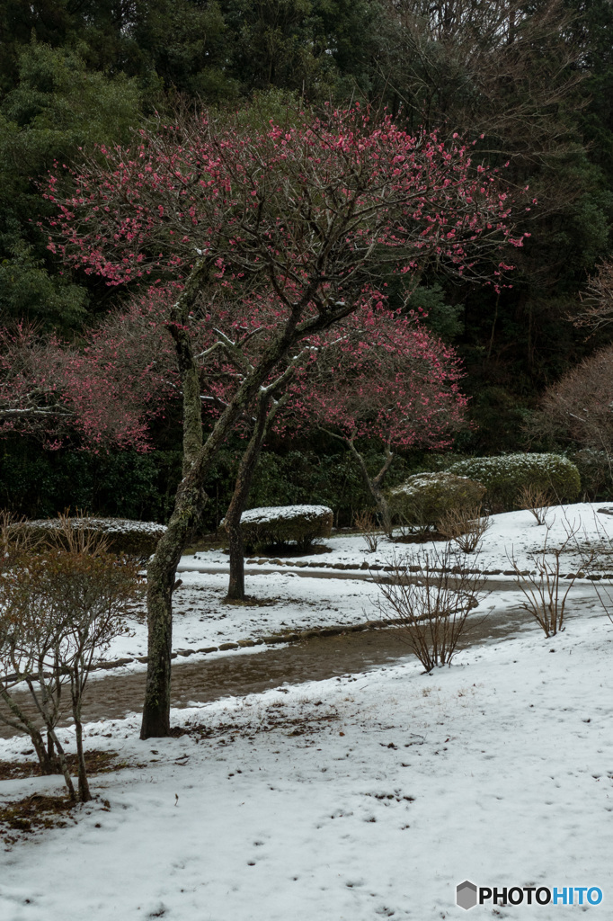 雪と梅