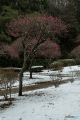 雪と梅