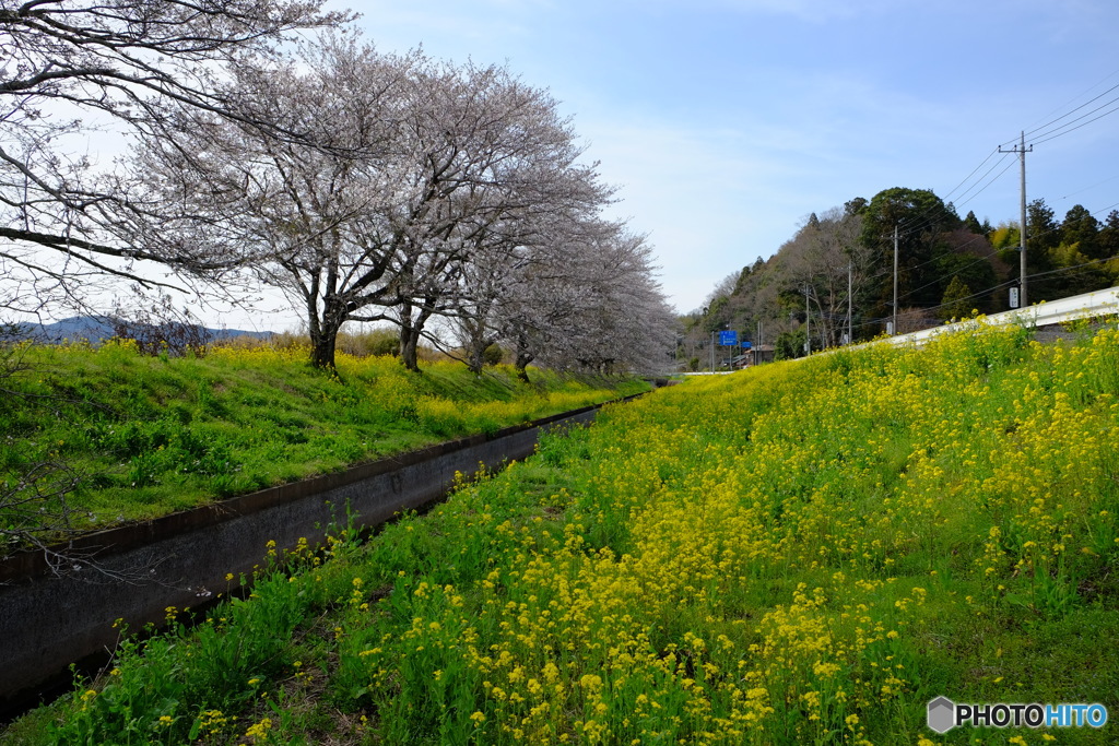 桜