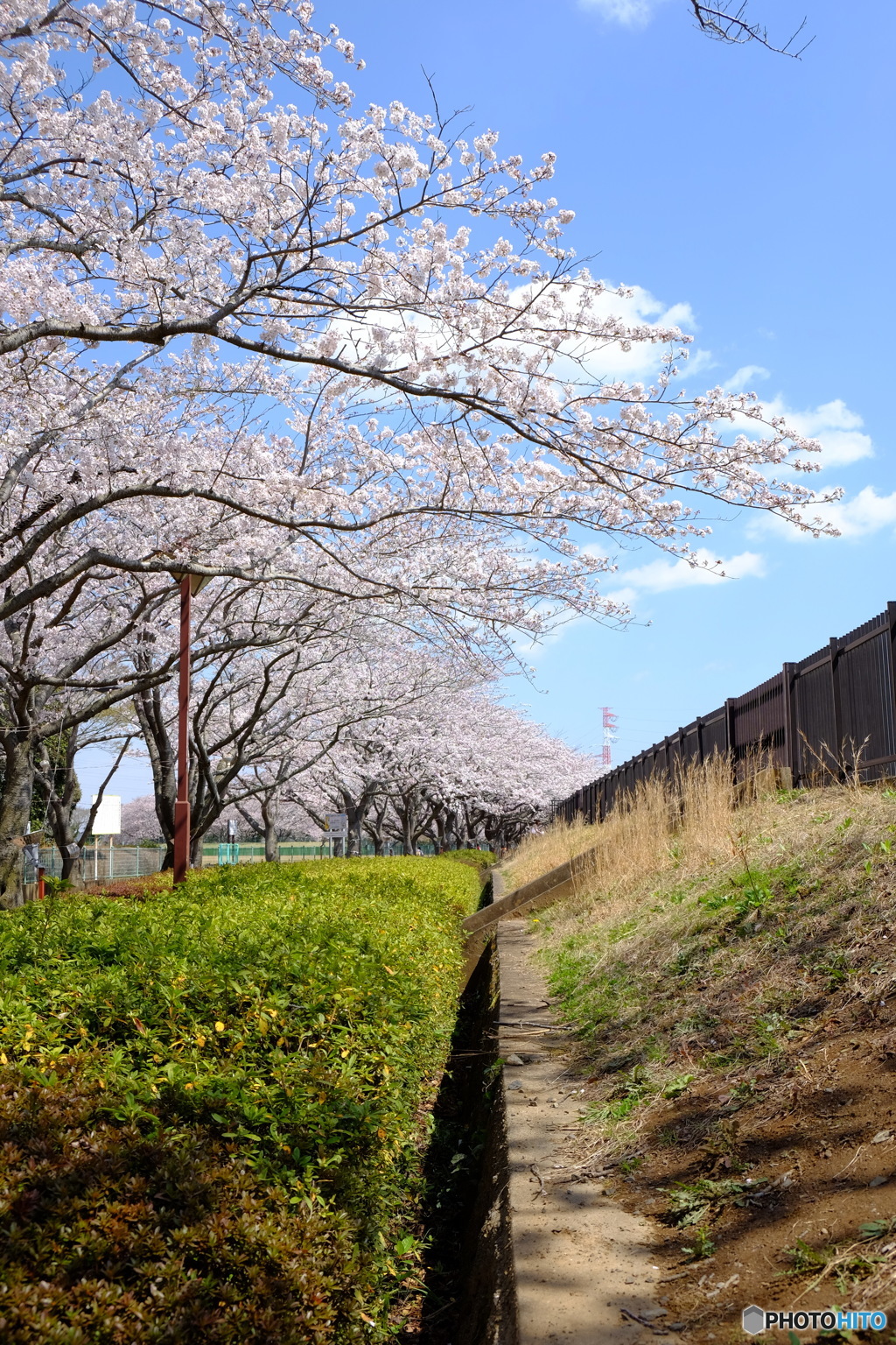 阿漕ヶ浦　桜