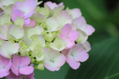 私達この先ピンクになるの？