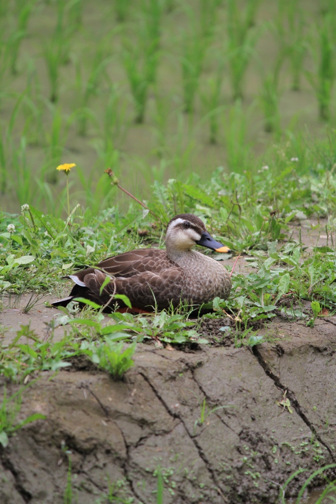 鴨とたんぽぽ