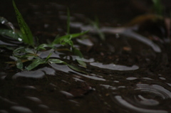 隕雨