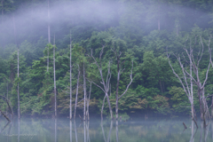 朝靄の自然湖