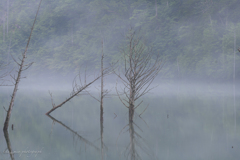朝靄の自然湖３