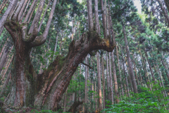 21世紀の森公園の巨木
