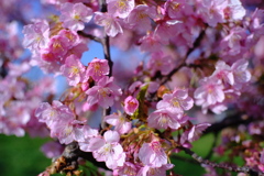 早咲きの桜(2021年2月23日)