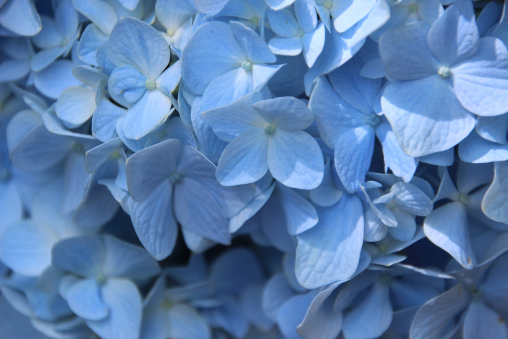 明月院の紫陽花