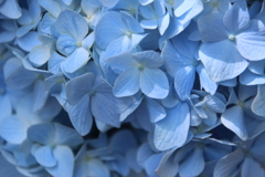 明月院の紫陽花