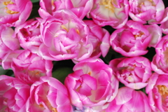 sakurafes