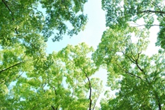 緑