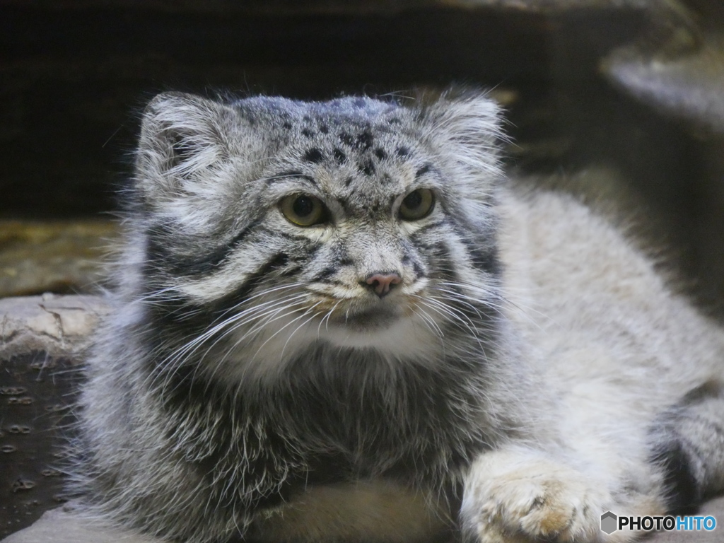 上野　マヌルネコ１