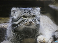 上野　マヌルネコ１