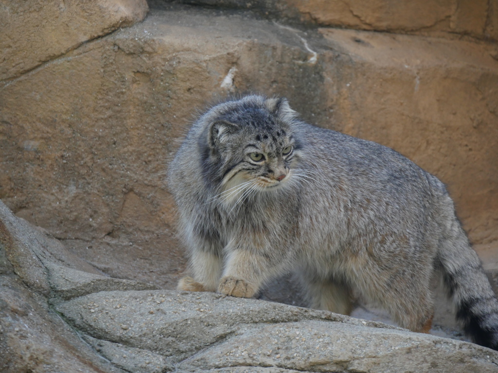 王子　マヌルネコ１