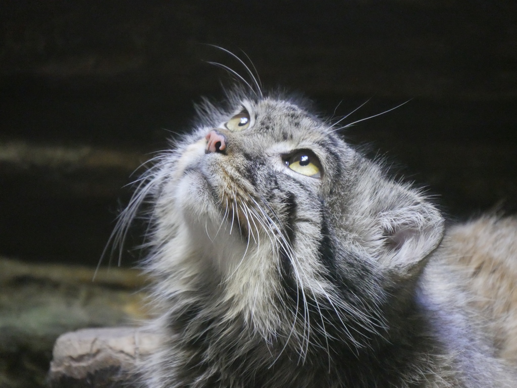 上野　マヌルネコ２