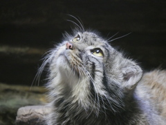 上野　マヌルネコ２