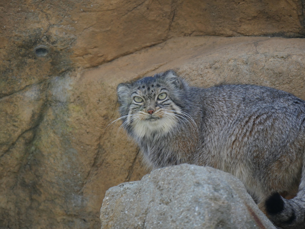 王子　マヌルネコ２