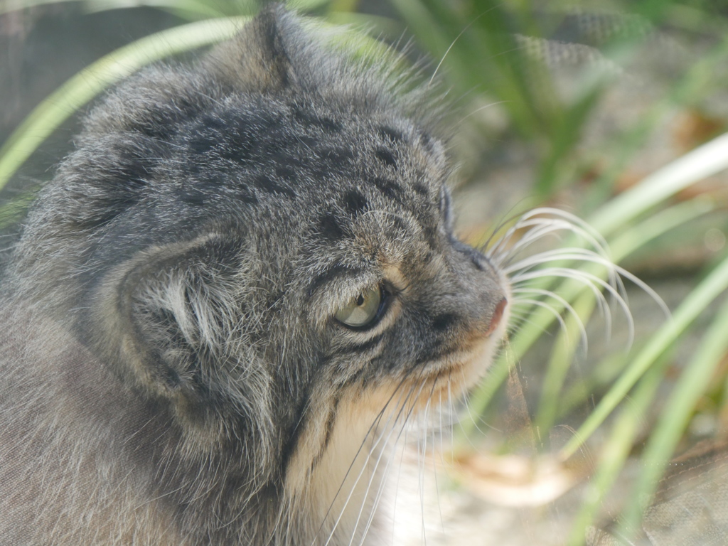 王子　マヌルネコ３