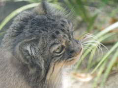 王子　マヌルネコ３