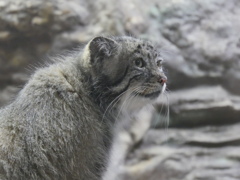 上野　マヌルネコ２