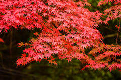 永源寺紅葉2015 1