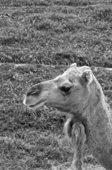 Camel