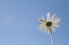 Looking up the sky