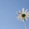 Looking up the sky