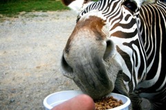 Hungry Zebra
