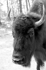 Buffalo