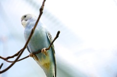 Blue Bird
