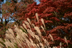 昭和記念公園