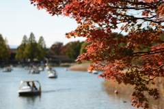 昭和記念公園