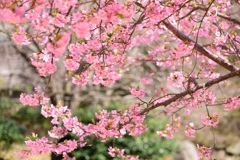 河津桜