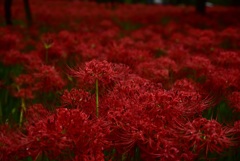 すっ…と、凛々しく