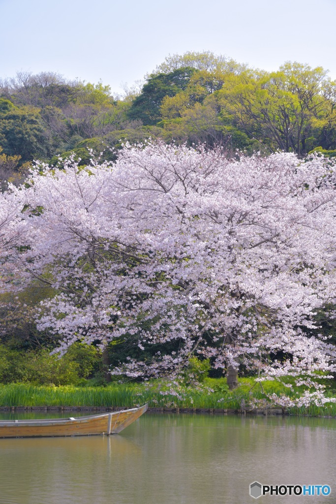 三渓園にて