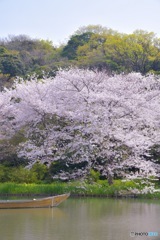 三渓園にて