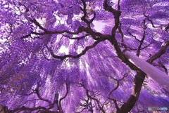 藤の雨