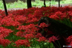 曼珠沙華2