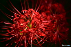 曼珠沙華