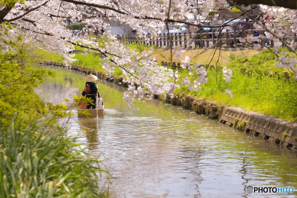 川越桜