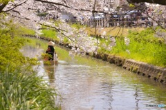 川越桜