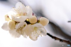 白梅