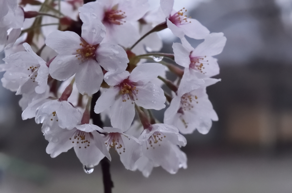 人知れず雨に濡れる